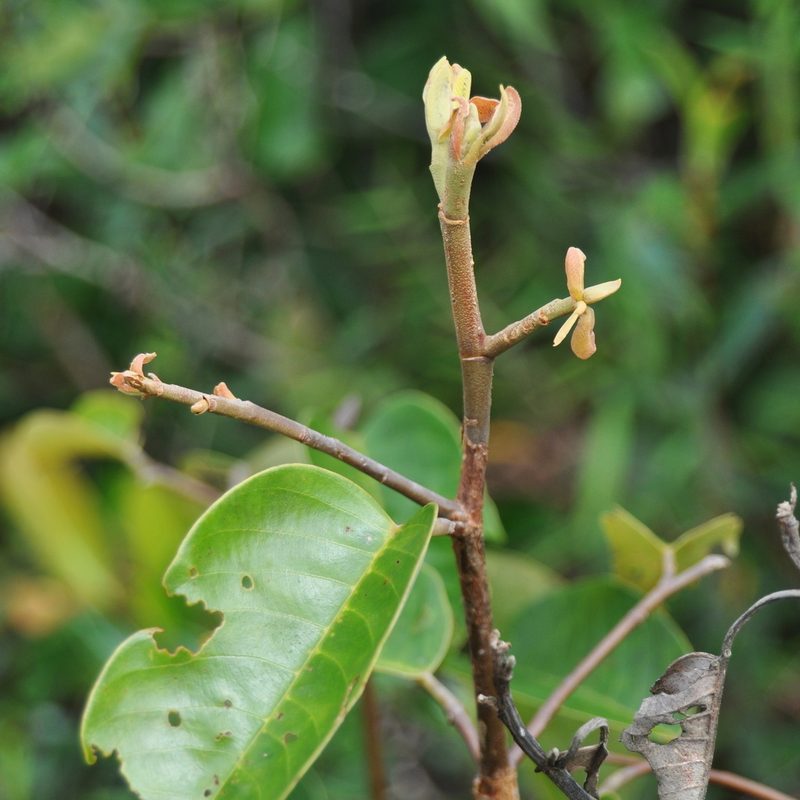 Rubroshorea balangeran, photographed by Abu Hamas