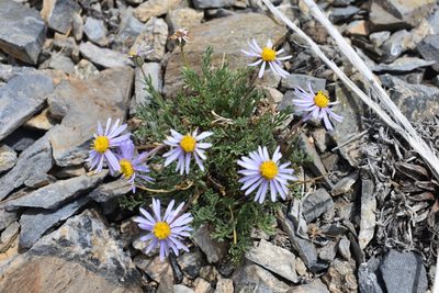Erigeron pinnatisectus, photographed by John Powers