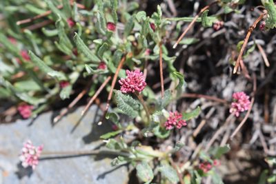 Eriogonum coloradense, photographed by John Powers