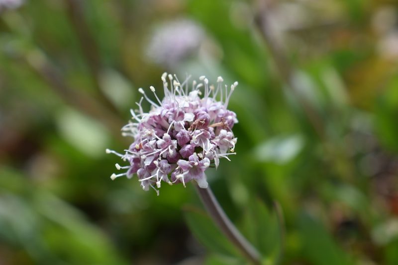 Valeriana acutiloba, photographed by John Powers