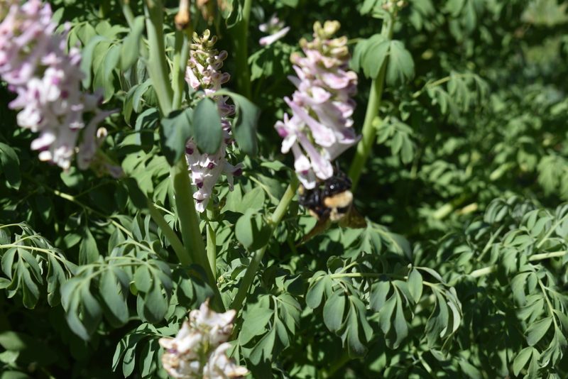 Corydalis caseana, photographed by John Powers