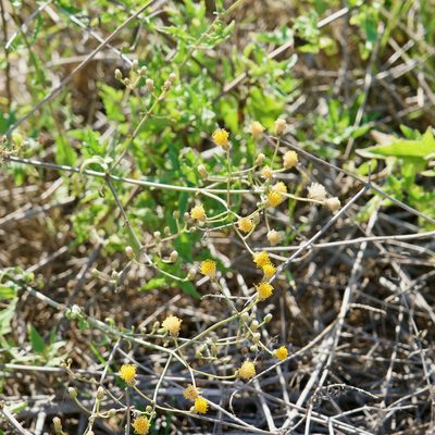 Bebbia atriplicifolia, photographed by Bill Levine