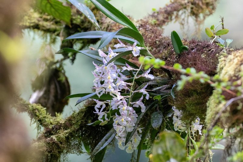 Rodriguezia bracteata, photographed by Thibaud Aronson