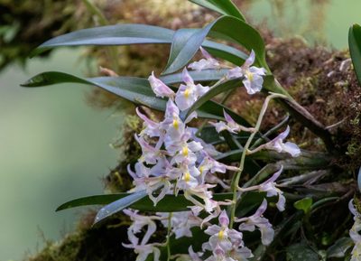 Rodriguezia bracteata, photographed by Thibaud Aronson