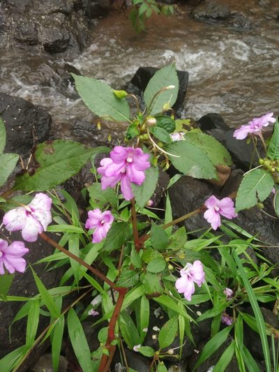 Impatiens pulcherrima, photographed by S.MORE