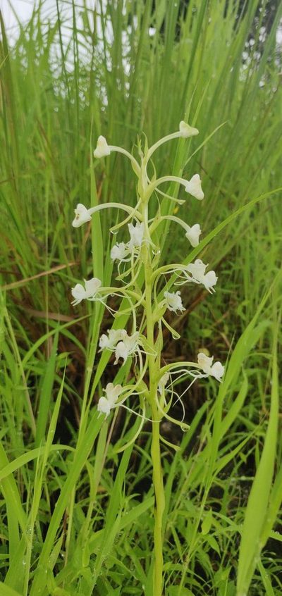 Habenaria commelinifolia, photographed by S.MORE