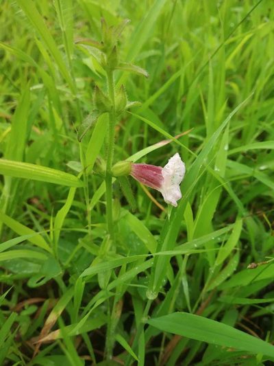 Centranthera indica, photographed by S.MORE