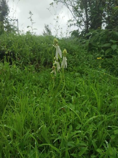 Habenaria longicorniculata, photographed by S.MORE