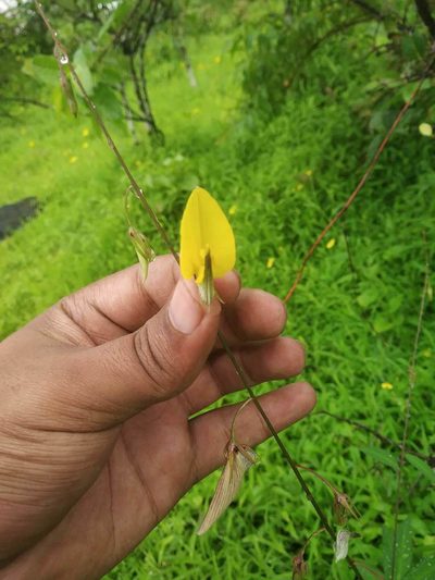 Crotalaria lutescens, photographed by S.MORE