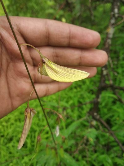 Crotalaria lutescens, photographed by S.MORE