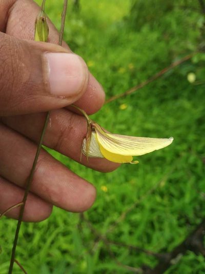 Crotalaria lutescens, photographed by S.MORE