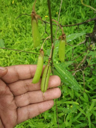Crotalaria lutescens, photographed by S.MORE