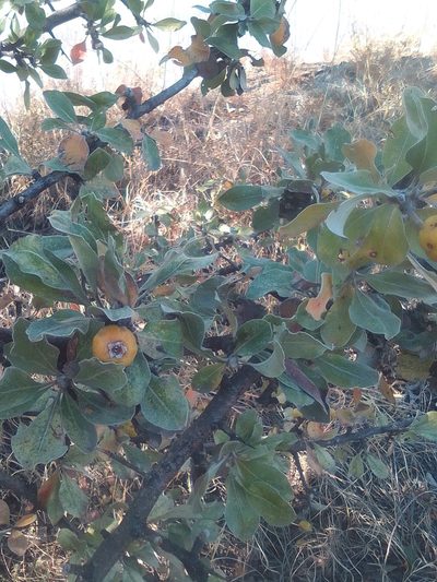 Pyrus elaeagrifolia, photographed by Михаил Орлов