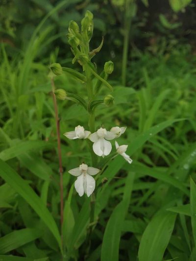 Habenaria plantaginea, photographed by S.MORE