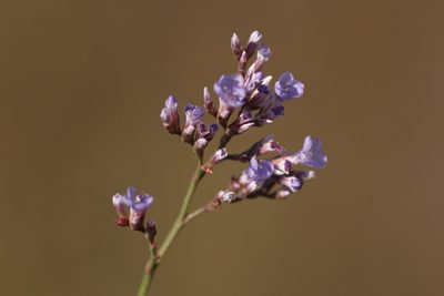 Limonium gmelini, photographed by Вячеслав Юсупов