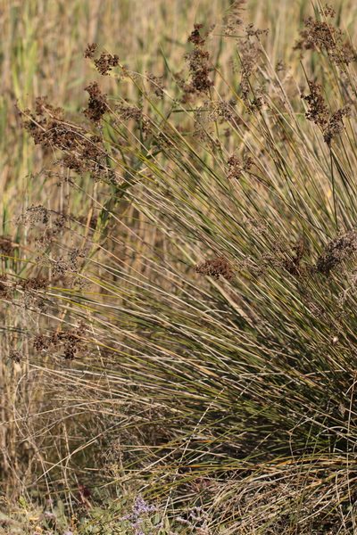 Juncus littoralis, photographed by Вячеслав Юсупов
