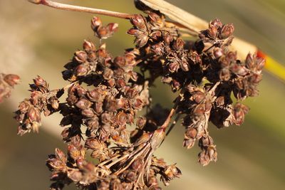 Juncus littoralis, photographed by Вячеслав Юсупов