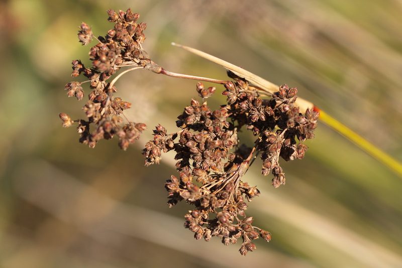 Juncus littoralis, photographed by Вячеслав Юсупов
