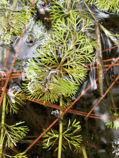 Limnophila sessiliflora, photographed by mark-groeneveld