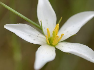 Sabatia brevifolia, photographed by mark-groeneveld