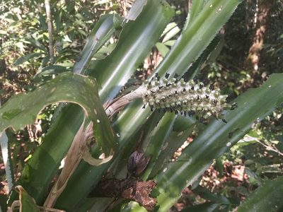 Aechmea bromeliifolia, photographed by Fábio Olmos