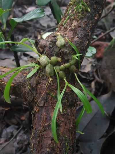 Porpax microchilos, photographed by S.MORE