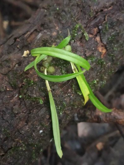 Porpax microchilos, photographed by S.MORE