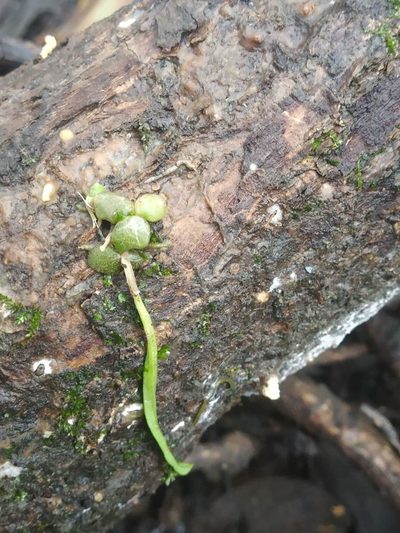 Porpax microchilos, photographed by S.MORE