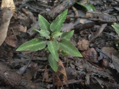 Cheirostylis parvifolia, photographed by S.MORE