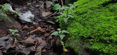 Cheirostylis parvifolia, photographed by S.MORE