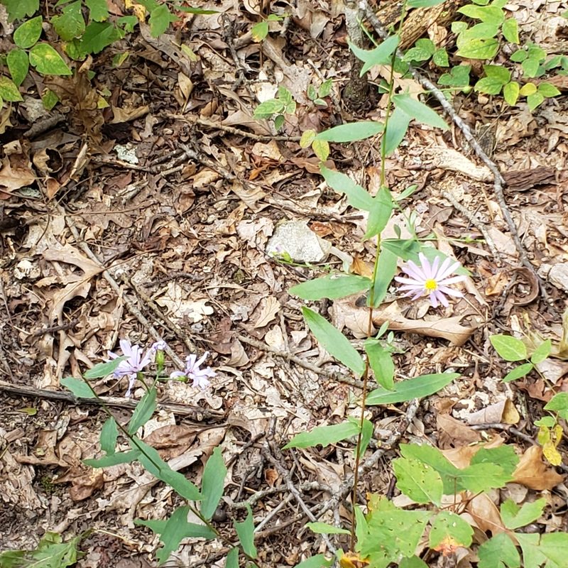 Symphyotrichum turbinellum, photographed by Robert Hoard