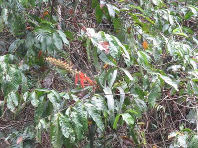 Aechmea angustifolia, photographed by Vincent A. Vos
