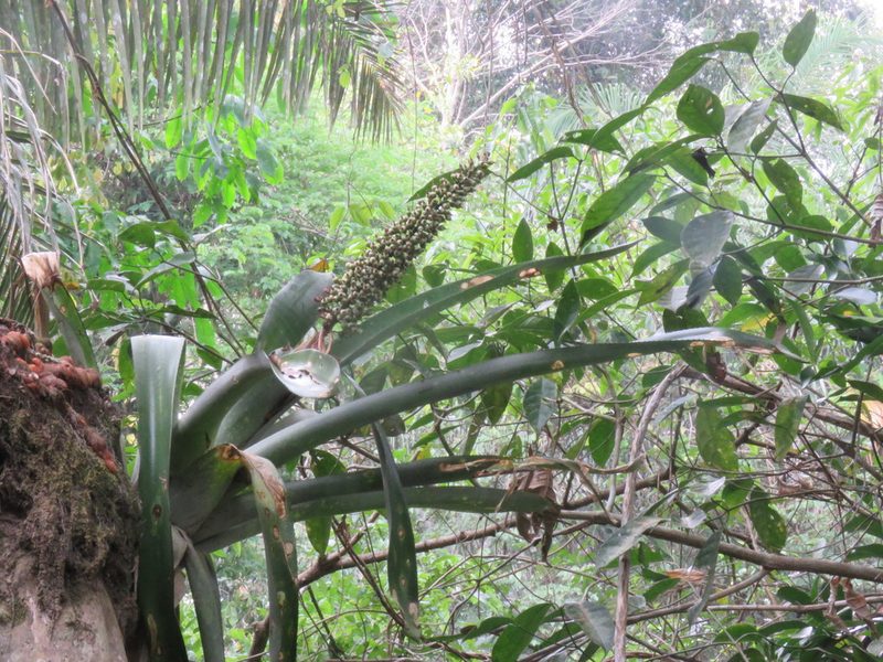 Aechmea castelnavii, photographed by Vincent A. Vos