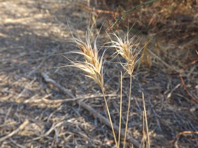 Bromus madritensis, photographed by Amy