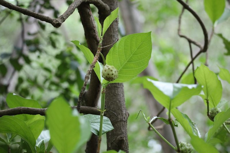 Morinda panamensis, photographed by Aitor