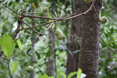 Morinda panamensis, photographed by Aitor