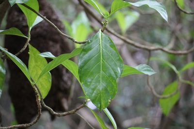 Morinda panamensis, photographed by Aitor