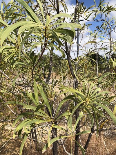 Persoonia falcata, photographed by elawrey