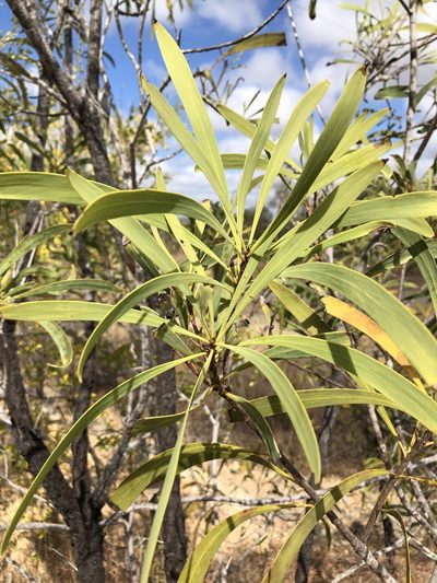 Persoonia falcata, photographed by elawrey