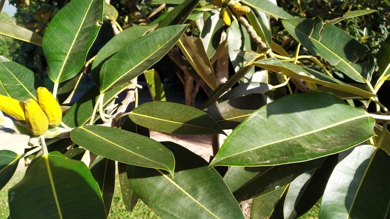 Ficus pleurocarpa, photographed by Steve Fitzgerald