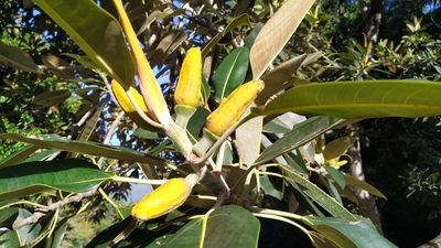 Ficus pleurocarpa, photographed by Steve Fitzgerald