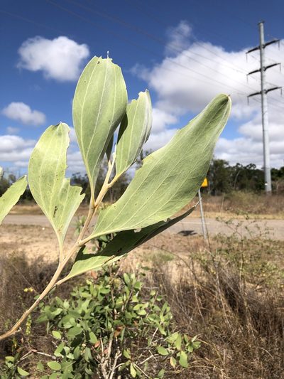 Acacia holosericea, photographed by elawrey