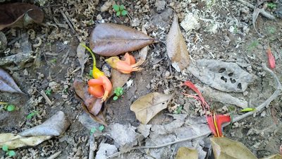Castanospermum australe, photographed by Steve Fitzgerald