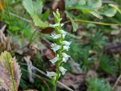 Spiranthes ochroleuca, photographed by Elias