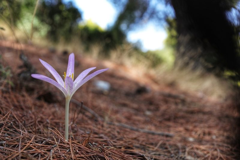 Colchicum sfikasianum, photographed by Michalis T.