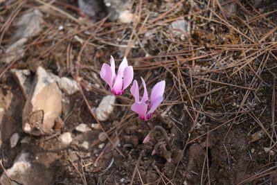 Cyclamen graecum, photographed by Michalis T.