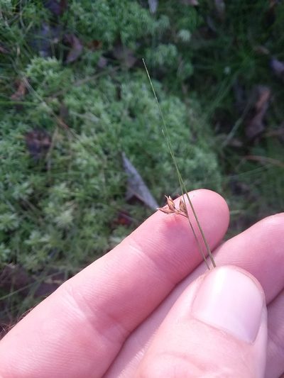 Rhynchospora gracilenta, photographed by Will McFarland