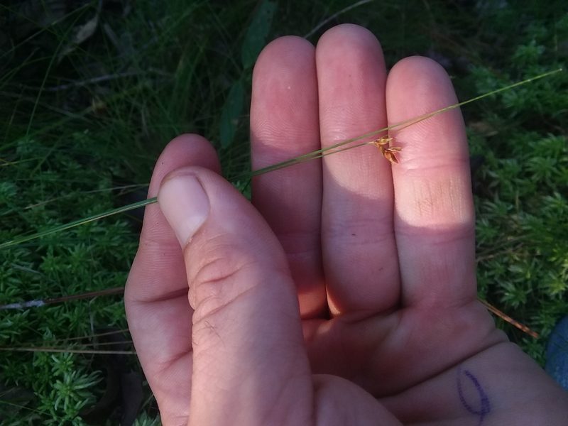 Rhynchospora gracilenta, photographed by Will McFarland