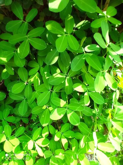 Arachis repens, photographed by Diogo Luiz