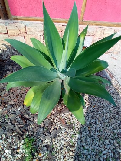 Agave attenuata, photographed by Diogo Luiz